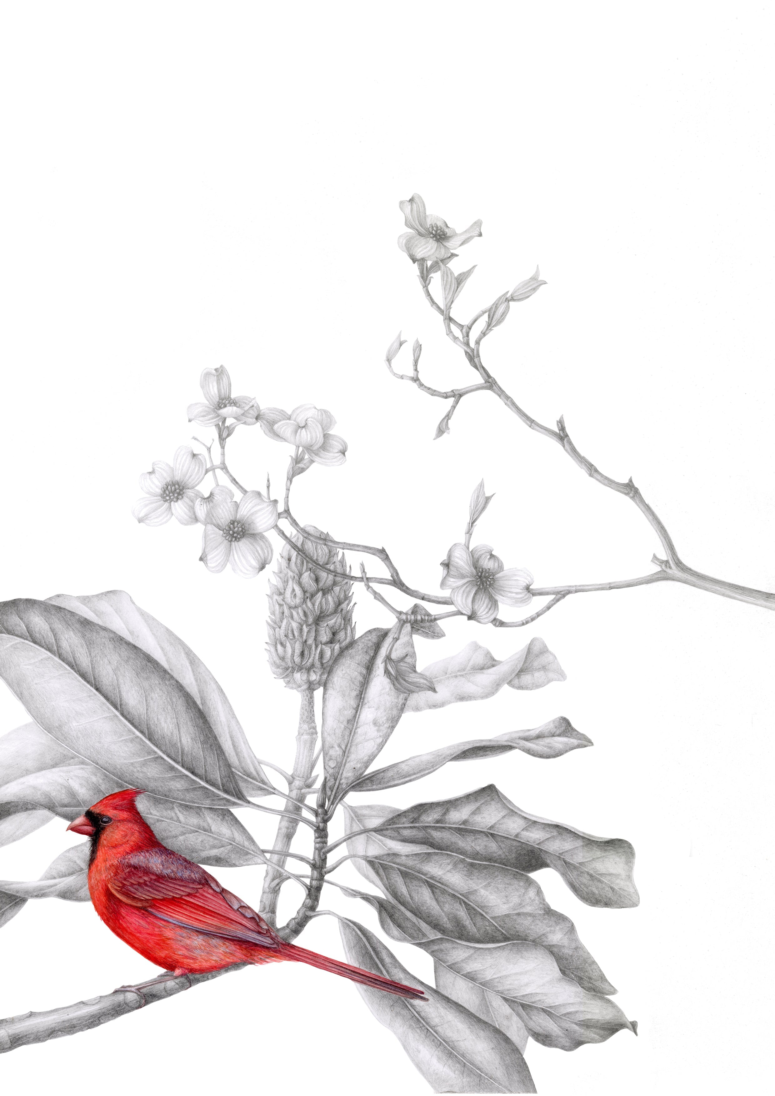 Botanical watercolor and graphite composition of a Crdinal Bird on a Magnolia branch, art print after an original work by irina Neacsu