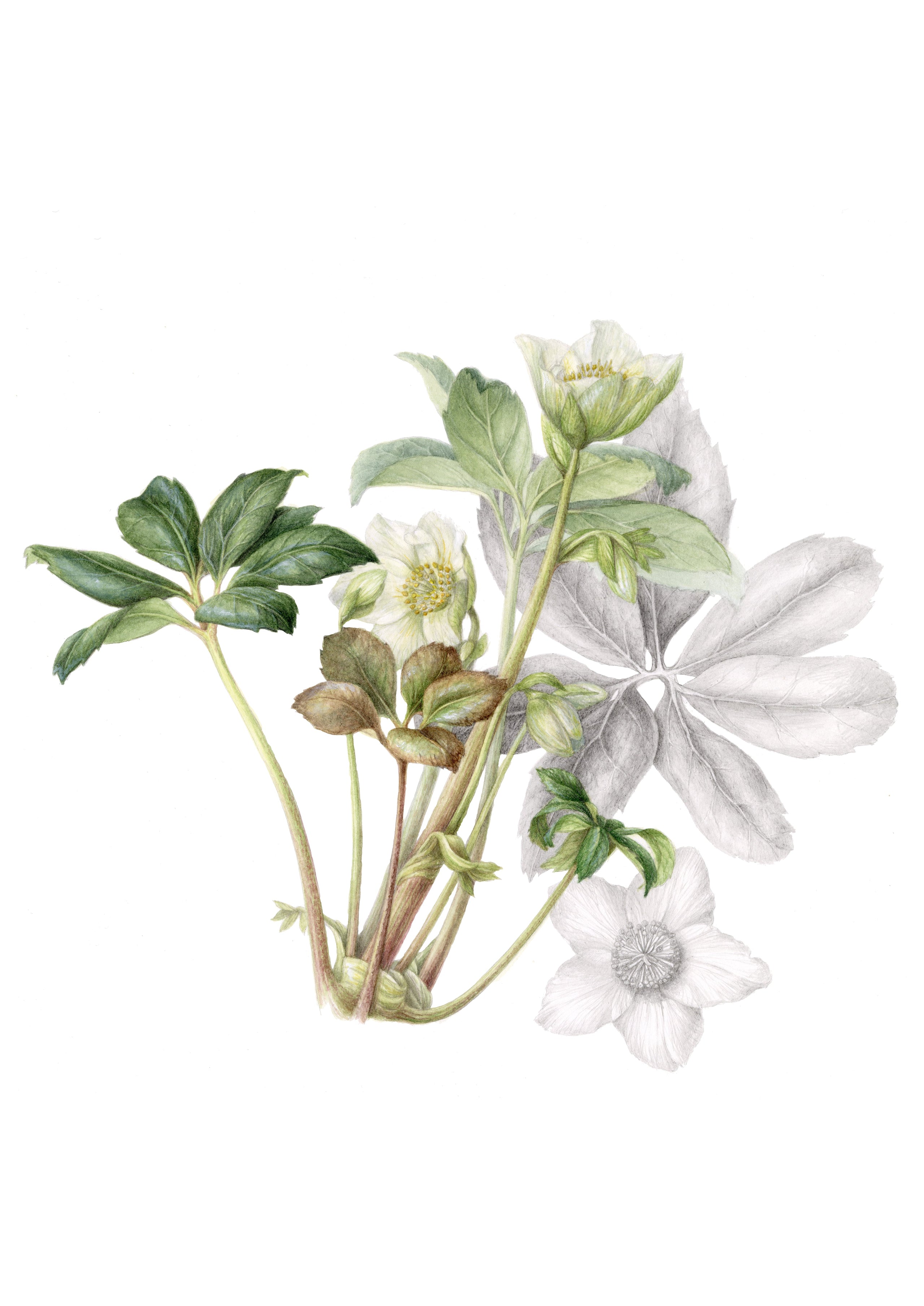 Spring Giclée Collection: A4 White Flowers