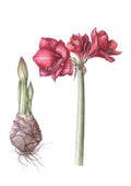 Watercolor Amaryllis Bulbs, 1-session class ONLINE with boxed supplies: Feb. 26