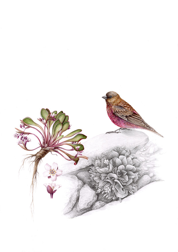 The Finch and The Alpine Beauty