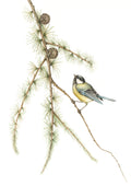 The Chickadee and The Larch