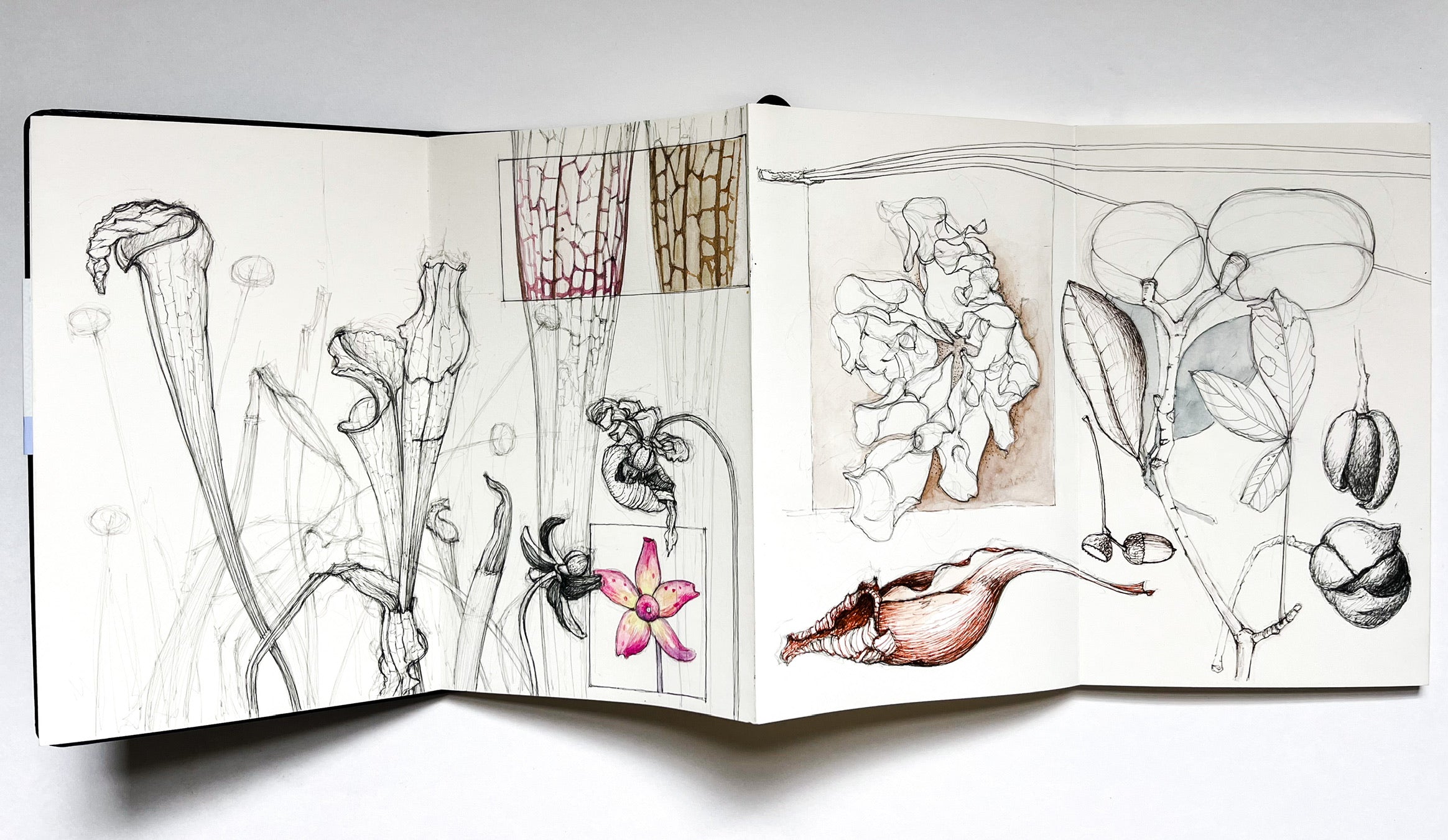 Nature Journaling, 3-session class ONLINE, Nov. 25, Dec. 2, Dec. 9