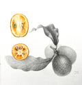 Exercising techniques: One tangerine, three hours, three styles, 1-session class ONLINE: Dec. 29