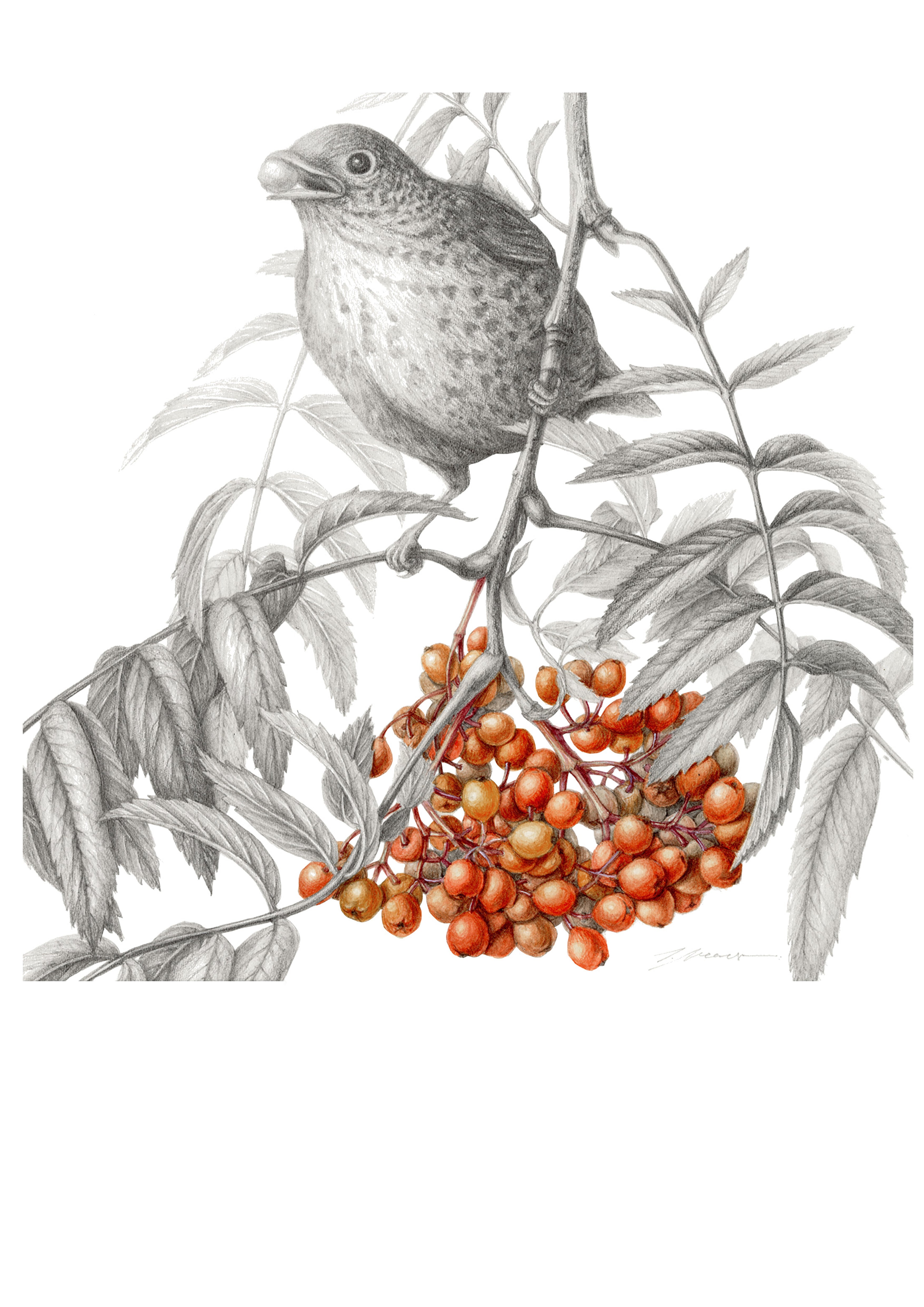 The Thrush and The Rowan