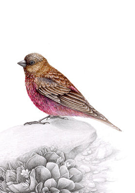 Painting Birds, 1-session class ONLINE: Jan. 26
