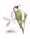 The Green Woodpecker and The Sessile Oak