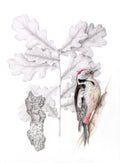 The House Woodpecker and The Pedunculate Oak