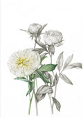 Illustration of white flowers with green leaves on a white background