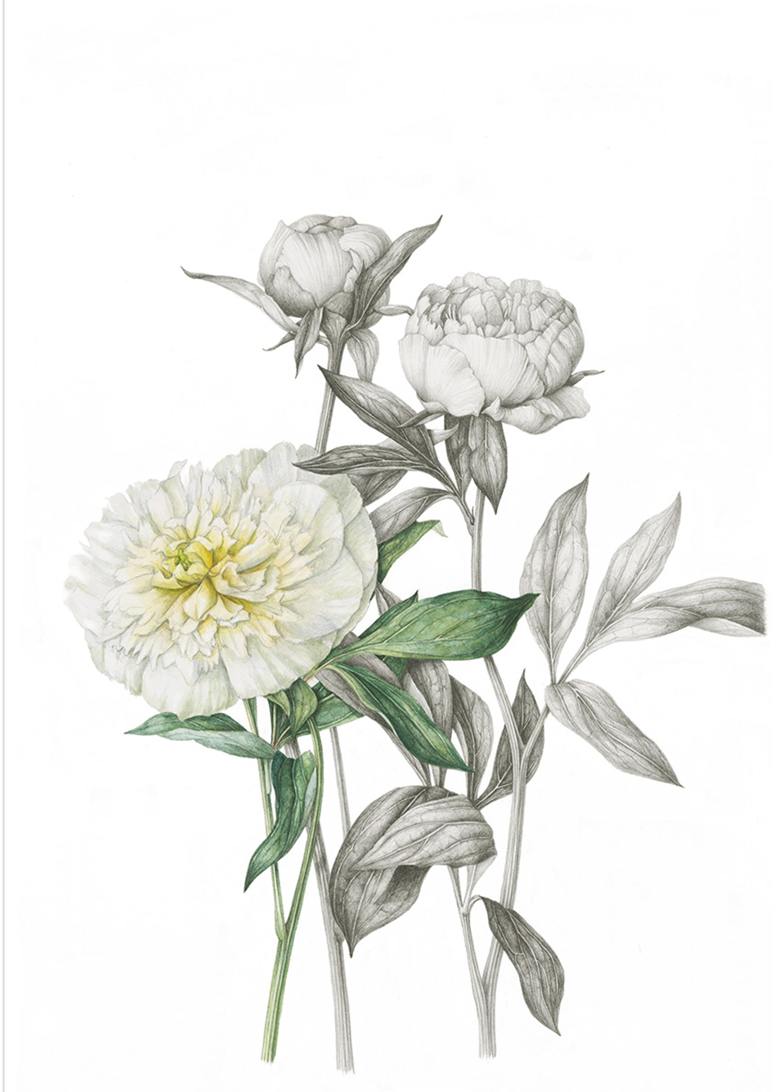 Illustration of white flowers with green leaves on a white background