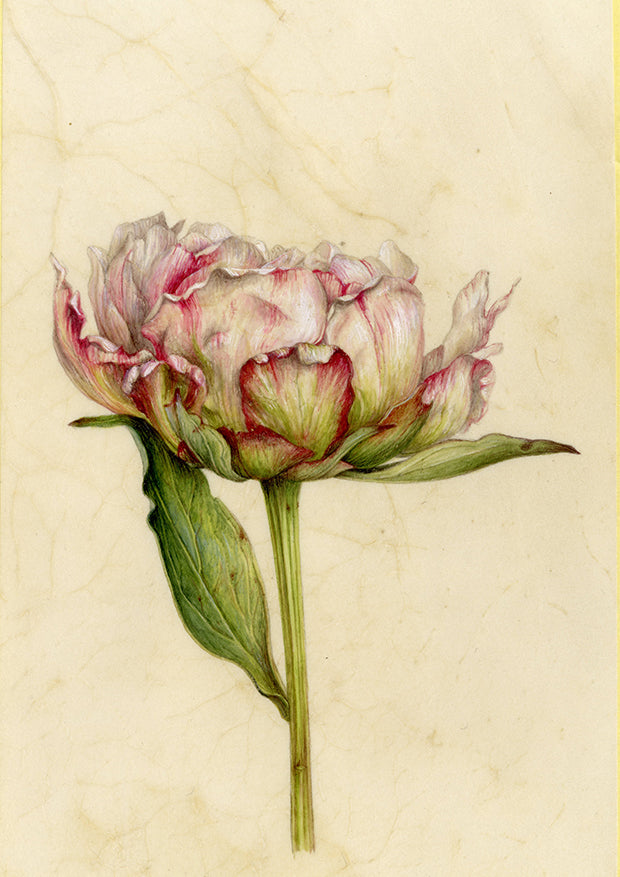 Detailed illustration of a peony flower on a textured beige background