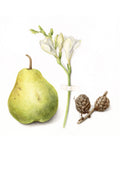 Green pear with a white flower and pine cones on a white background