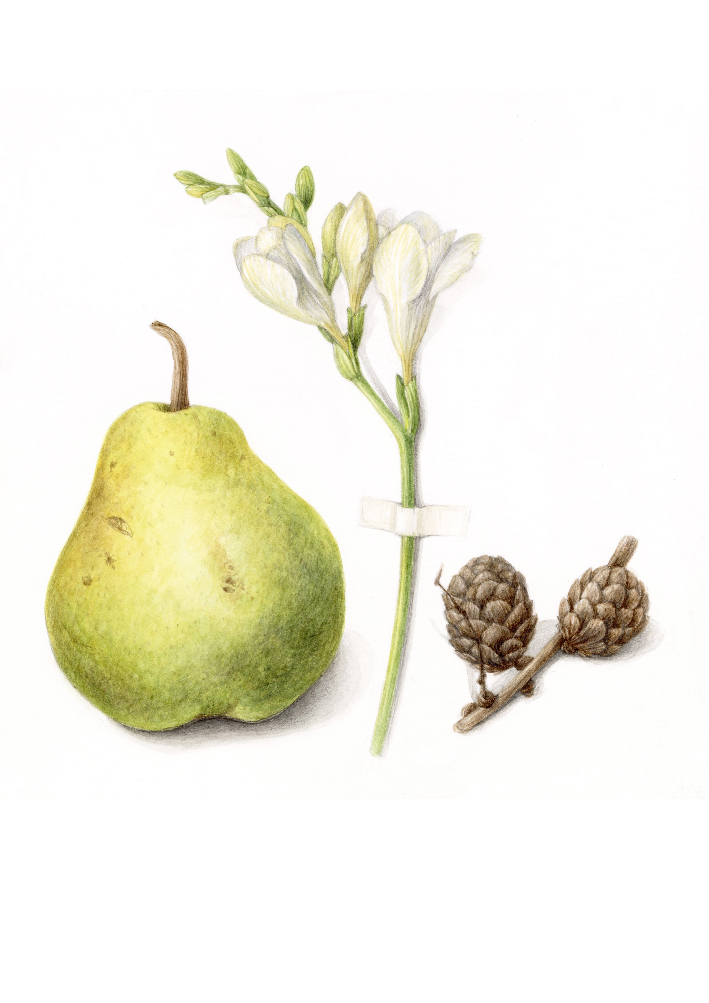Green pear with a white flower and pine cones on a white background