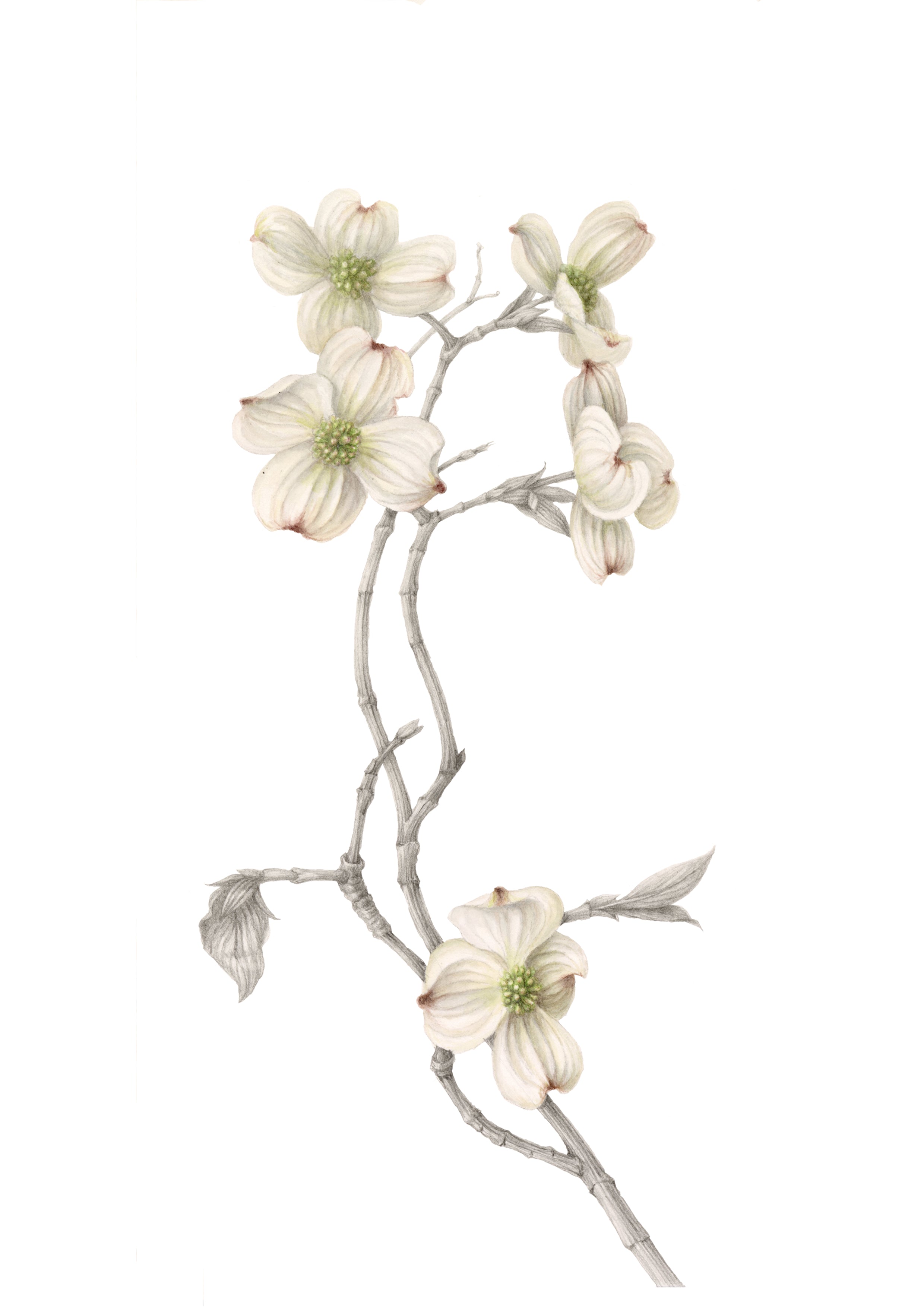 Decorative branch with white flowers on a white background