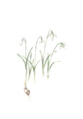 Illustration of snowdrops on a white background