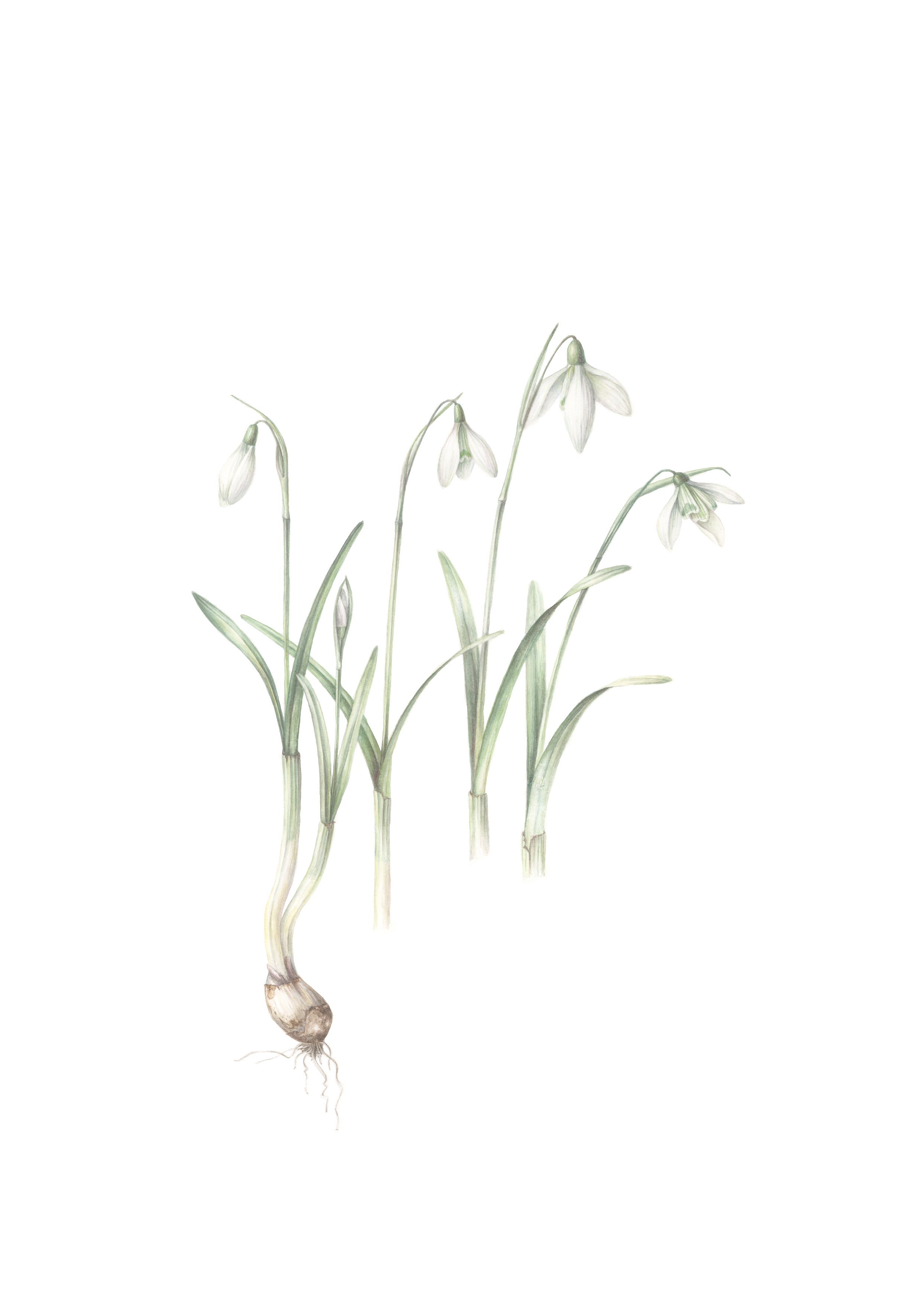 Illustration of snowdrops on a white background