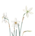 Watercolor White Daffodil, 1-session class ONLINE: Mar. 12