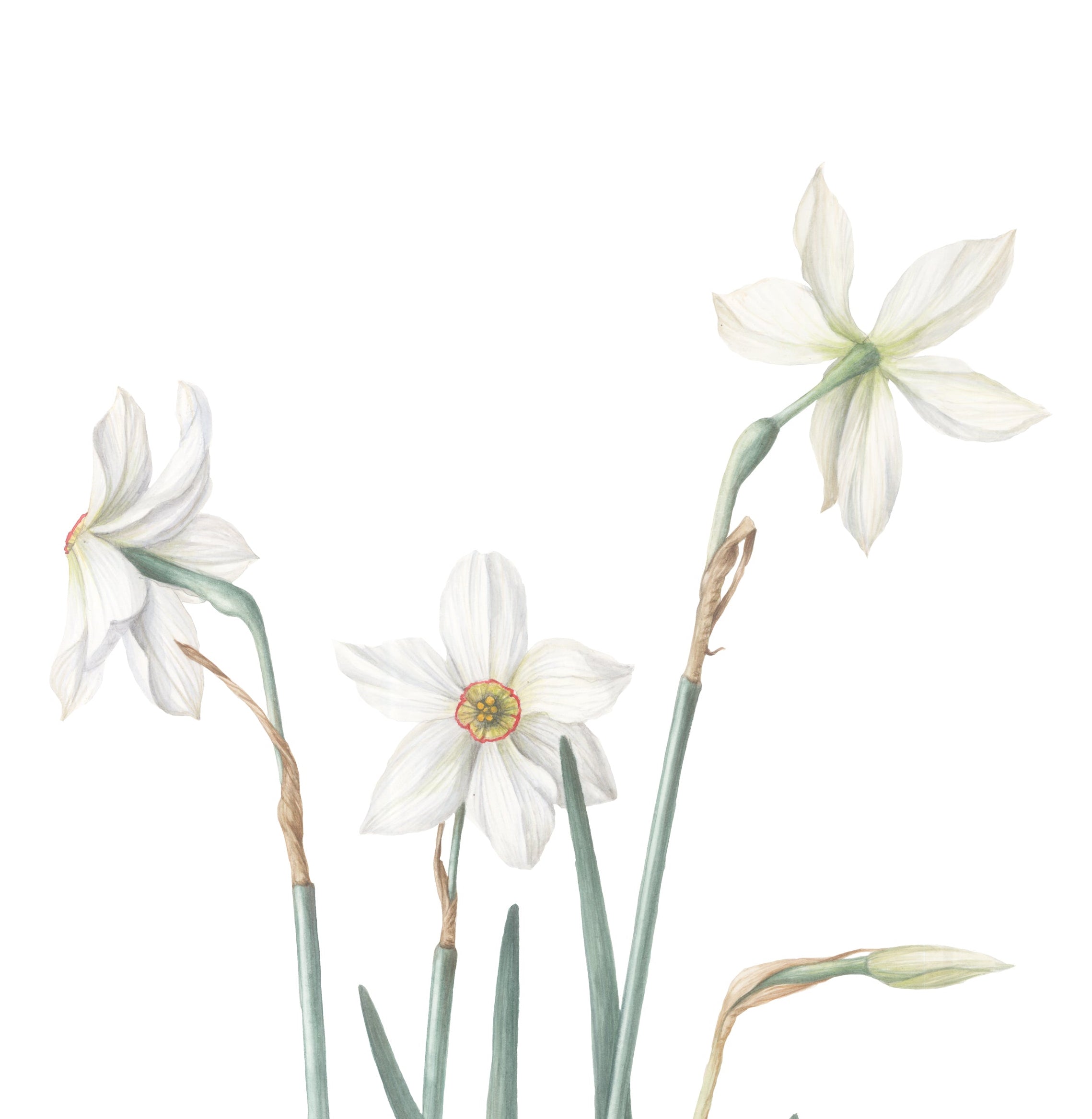 Watercolor White Daffodil, 1-session class ONLINE: Mar. 12