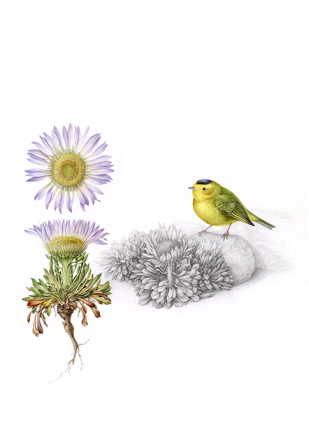 The Warbler and The Townsendia