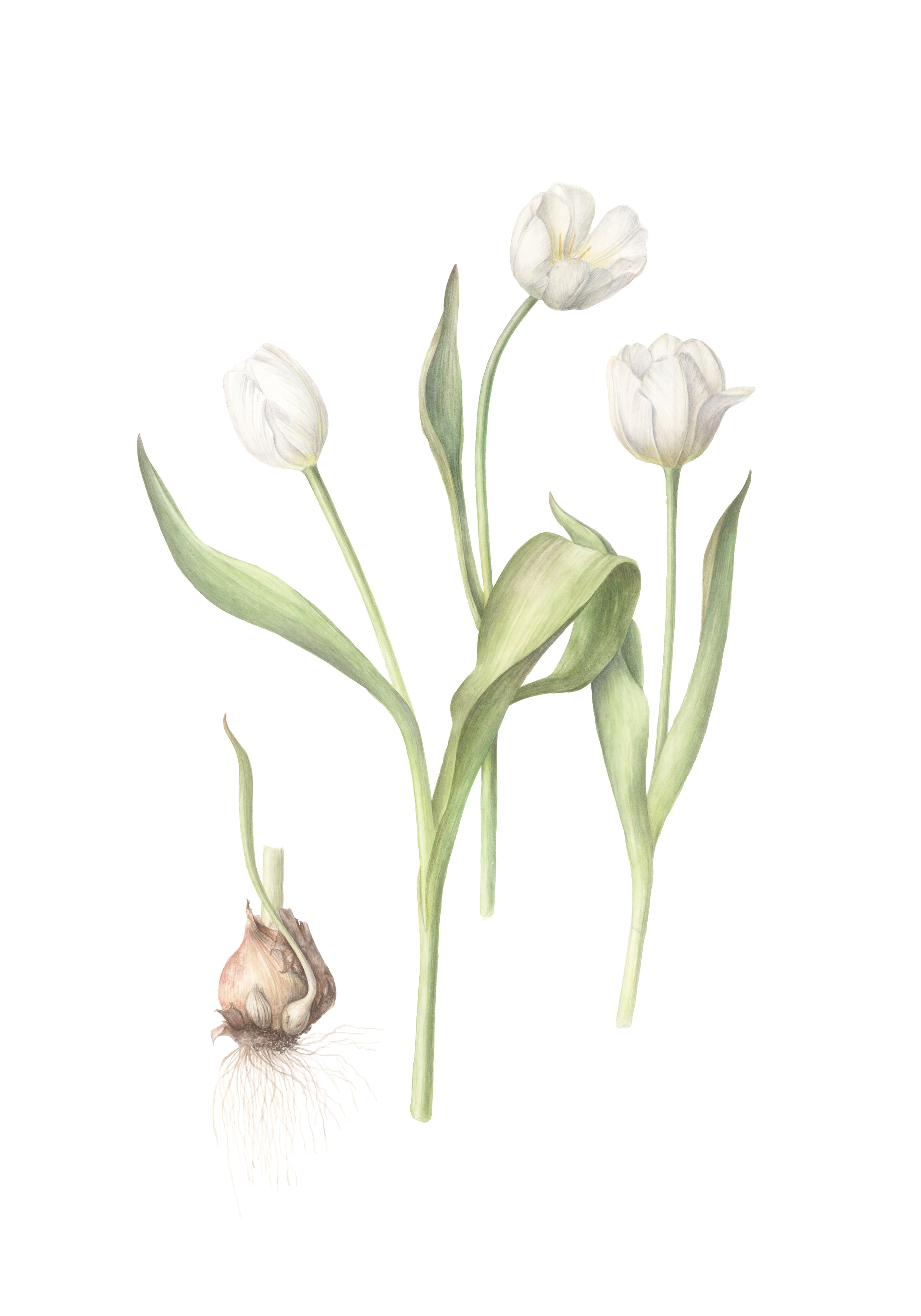 Illustration of white tulips with a bulb on a white background