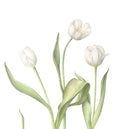 Watercolor White Tulip, 1-session class ONLINE: Mar. 5